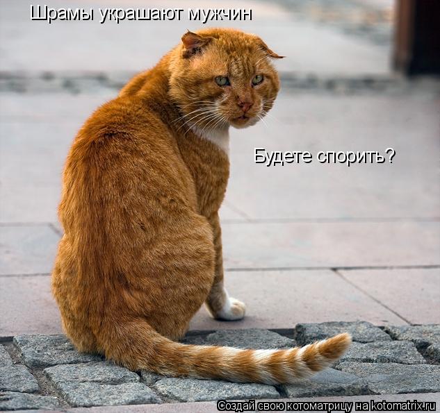 Шрамы украшают мужчин Будете спорить?... Котоматрица: Шрамы украшают мужчин Будете спорить?