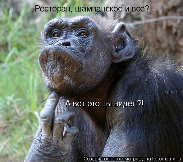 Ресторан, шампанское и всё?... А вот это ты видел?!!... Котоматрица: Ресторан, шампанское и всё?... А вот это ты видел?!!