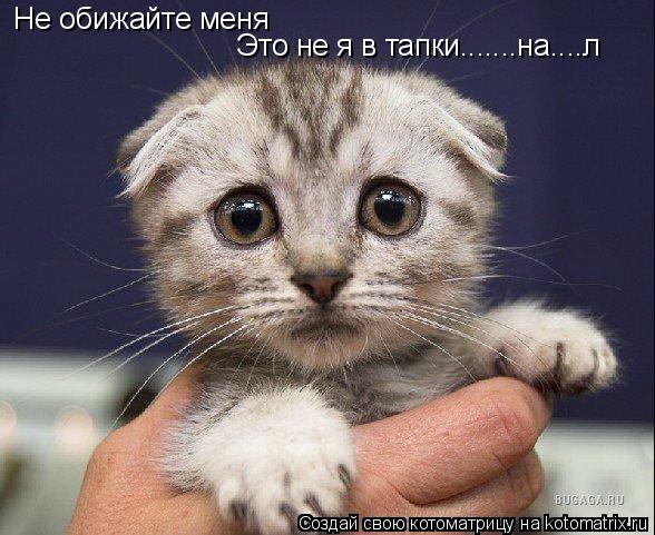 Не обижайте меня Это не я в тапки.......на....л... Котоматрица: Не обижайте меня Это не я в тапки.......на....л