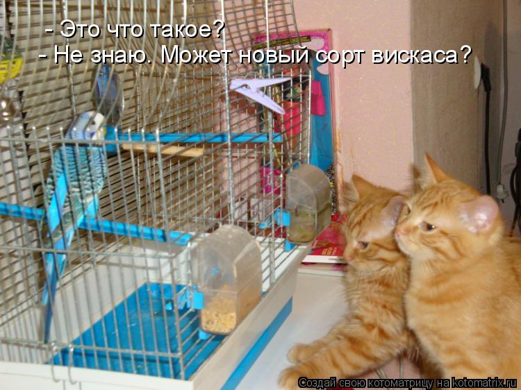 Котоматрица: - Не знаю. Может новый сорт вискаса?  - Это что такое?