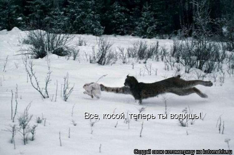Все, косой, теперь ты водишь!... Котоматрица: Все, косой, теперь ты водишь!
