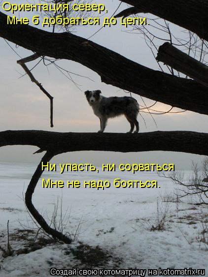 Котоматрица: Мне б добраться до цели. Ориентация север, Ни упасть, ни сорваться Мне не надо бояться.