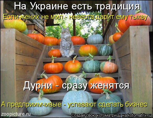 На Украине есть традиция Если жених не мил - невеста дарит ему тыкву Дурни - сразу женятся А предприи... Котоматрица: На Украине есть традиция Если жених не мил - невеста дарит ему тыкву Дурни - сразу женятся А предприимчивые - успевают сделать бизнес