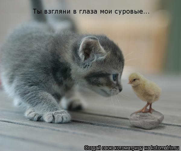 Ты взгляни в глаза мои суровые...... Котоматрица: Ты взгляни в глаза мои суровые...