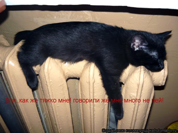 Котоматрица: бля..как же тяжко мне! говорили же мне много не пей!