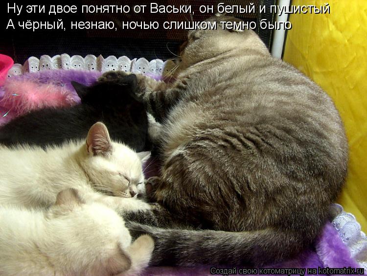 Ну эти двое понятно от Васьки, он белый и пушистый А чёрный, незнаю, ночью слишком темно было... Котоматрица: Ну эти двое понятно от Васьки, он белый и пушистый А чёрный, незнаю, ночью слишком темно было