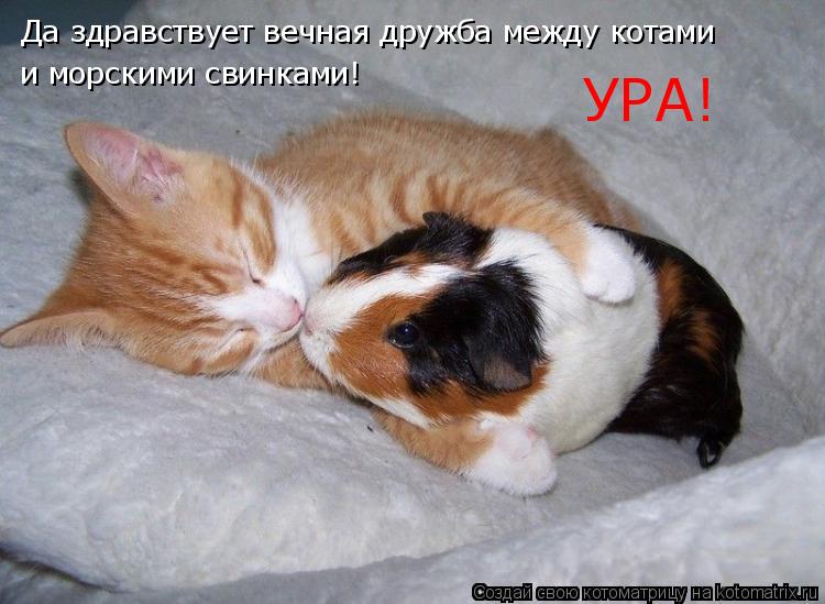 Котоматрица: Да здравствует вечная дружба между котами и морскими свинками! УРА!