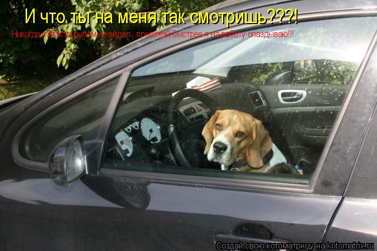 И что ты на меня так смотришь???! Никогда собак за рулём не видел...проезжай быстрее я на работу опаз... Котоматрица: И что ты на меня так смотришь???! Никогда собак за рулём не видел...проезжай быстрее я на работу опаздываю!!!