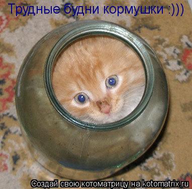 Трудные будни кормушки :)))... Котоматрица: Трудные будни кормушки :)))