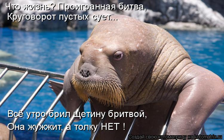 Что жизнь? Проигранная битва, Круговорот пустых сует... Всё утро брил щетину бритвой, Она жужжит, а т... Котоматрица: Что жизнь? Проигранная битва, Круговорот пустых сует... Всё утро брил щетину бритвой, Она жужжит, а толку НЕТ !