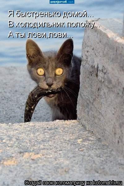 Я быстренько домой... В холодильник положу... А ты лови,лови...... Котоматрица: Я быстренько домой... В холодильник положу... А ты лови,лови...