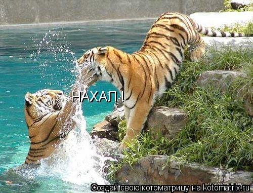 Котоматрица: НАХАЛ !