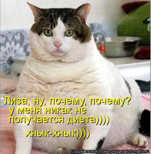 Лиза, ну, почему, почему? у меня никак не получается диета)))) хнык-хнык))))... Котоматрица: Лиза, ну, почему, почему? у меня никак не получается диета)))) хнык-хнык))))