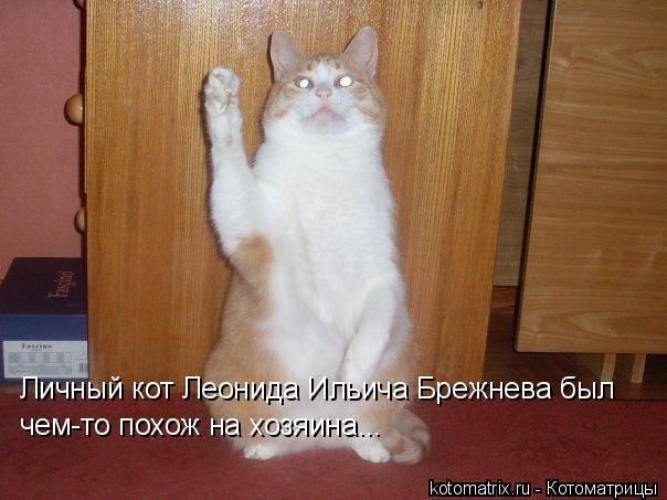 Котоматрица: Личный кот Леонида Ильича Брежнева был чем-то похож на хозяина...