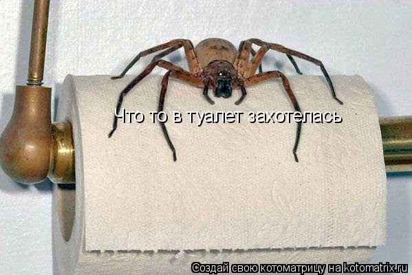 Что то в туалет захотелась... Котоматрица: Что то в туалет захотелась