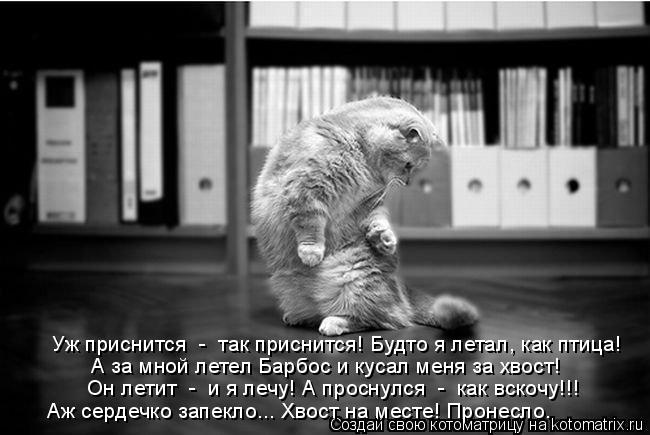 Уж приснится - так приснится! Будто я летал, как птица! А за мной летел Барбос и кусал меня за хвос... Котоматрица: Уж приснится - так приснится! Будто я летал, как птица! А за мной летел Барбос и кусал меня за хвост! Он летит - и я лечу! А проснулся - как вс