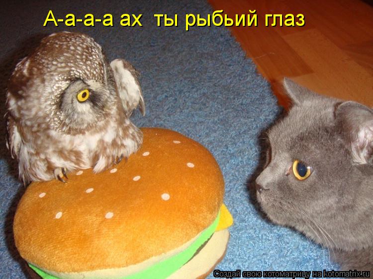 Котоматрица: А-а-а-а ах  ты рыбьий глаз