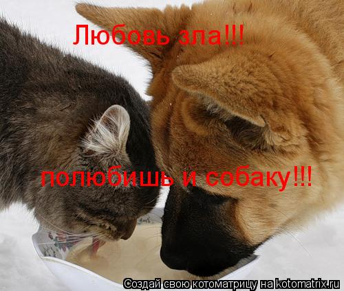 Любовь зла!!! полюбишь и собаку!!!... Котоматрица: Любовь зла!!! полюбишь и собаку!!!