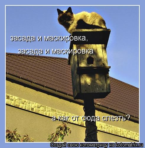 Котоматрица: засада и маскировка засада и маскировка , а как от сюда слезть?
