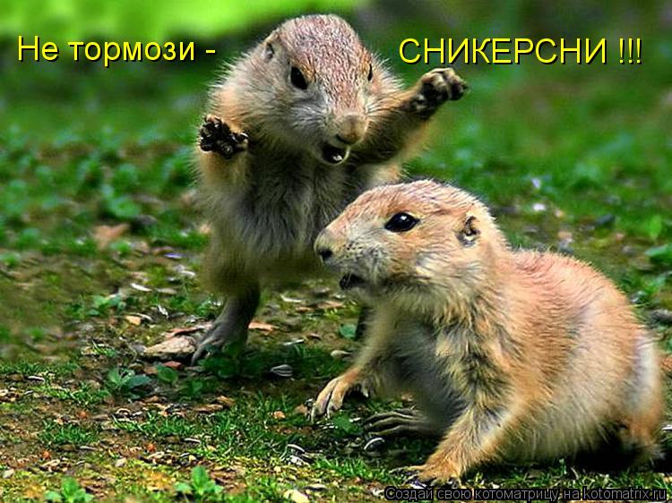 Не тормози - СНИКЕРСНИ !!!... Котоматрица: Не тормози - СНИКЕРСНИ !!!