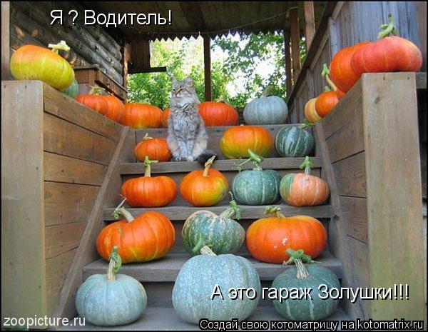 Я ? Водитель! А это гараж Золушки!!!... Котоматрица: Я ? Водитель! А это гараж Золушки!!!