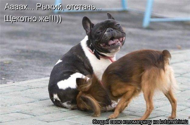 Аааах... Рыжий, отстань... Щекотно же!!!))... Котоматрица: Аааах... Рыжий, отстань... Щекотно же!!!))