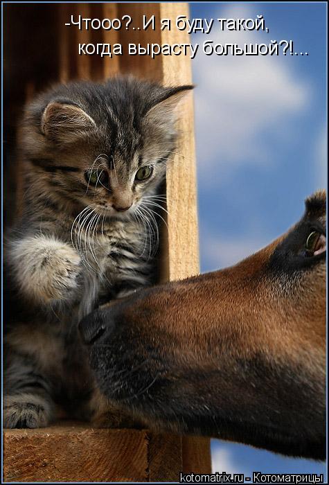 -Чтооо?..И я буду такой, когда вырасту большой?!...... Котоматрица: -Чтооо?..И я буду такой, когда вырасту большой?!...