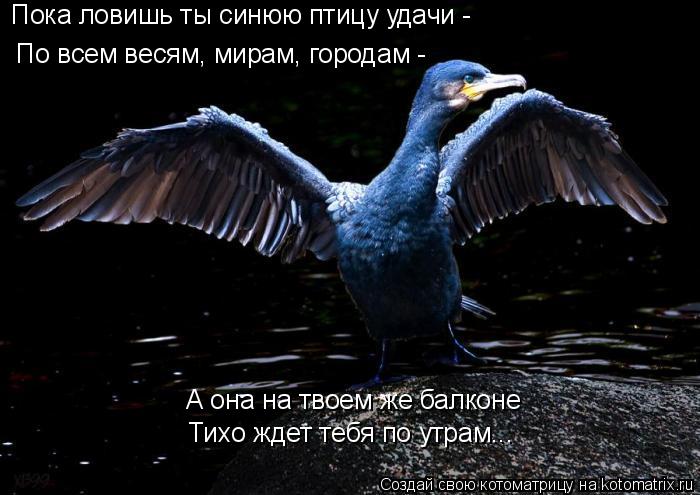 По всем весям, мирам, городам - А она на твоем же балконе Тихо ждет тебя по утрам... Пока ловишь ты с... Котоматрица: По всем весям, мирам, городам - А она на твоем же балконе Тихо ждет тебя по утрам... Пока ловишь ты синюю птицу удачи -