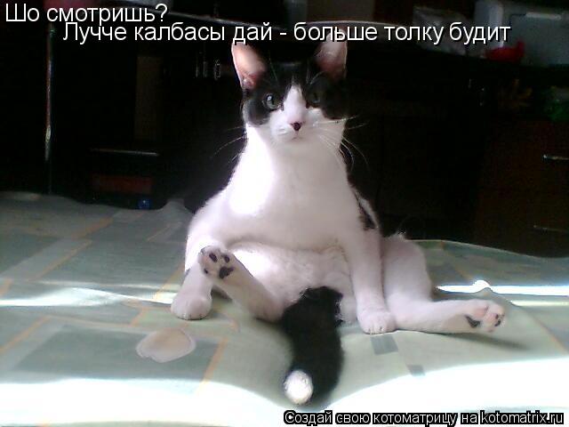 Шо смотришь? Лучче калбасы дай - больше толку будит... Котоматрица: Шо смотришь? Лучче калбасы дай - больше толку будит