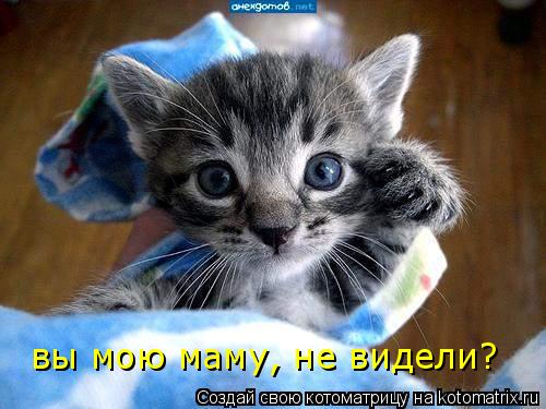 вы мою маму, не видели?... Котоматрица: вы мою маму, не видели?
