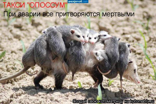 ТАКСИ "ОПОССУМ" При аварии все притворяются мертвыми... Котоматрица: ТАКСИ "ОПОССУМ" При аварии все притворяются мертвыми
