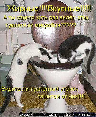 Котоматрица: Жирные!!!!Вкусные!!!!! А ты сам-то хоть раз видел этих туалетных микробов????? Видите ли туалетный утёнок  тащится от них!!!!