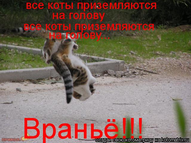все коты приземляются на голову все коты приземляются на голову... Враньё!!!... Котоматрица: все коты приземляются на голову все коты приземляются на голову... Враньё!!!