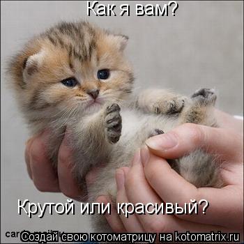 Котоматрица: Как я вам? Крутой или красивый?
