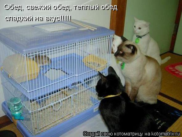 Котоматрица: Обед, свежий обед, теплый обед  сладкий на вкус!!!!!