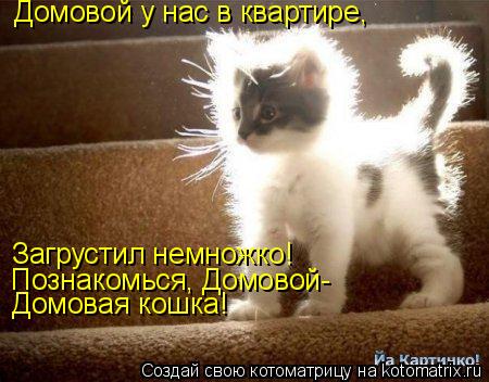 Котоматрица: Домовой у нас в квартире, Загрустил немножко! Познакомься, Домовой- Домовая кошка!