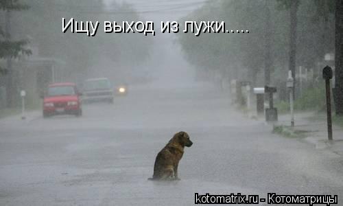 Ищу выход из лужи........ Котоматрица: Ищу выход из лужи.....