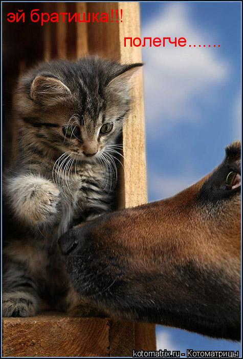 Котоматрица: эй братишка!!! полегче.......