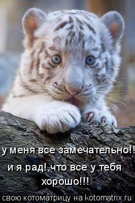 у меня все замечательно!!! и я рад!,что все у тебя хорошо!!!... Котоматрица: у меня все замечательно!!! и я рад!,что все у тебя хорошо!!!