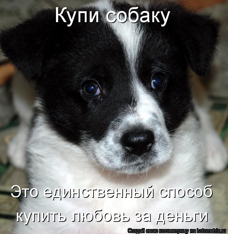 Купи собаку Это единственный способ купить любовь за деньги... Котоматрица: Купи собаку Это единственный способ купить любовь за деньги