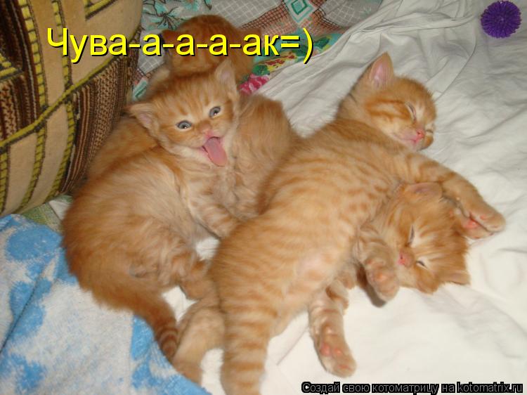 Чува-а-а-а-ак=)... Котоматрица: Чува-а-а-а-ак=)