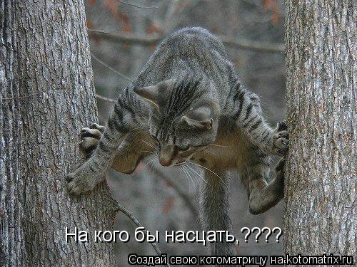 На кого бы насцать,????... Котоматрица: На кого бы насцать,????
