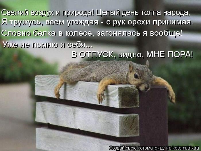 Свежий воздух и природа! Целый день толпа народа, Я тружусь, всем угождая - с рук орехи принимая. Сло... Котоматрица: Свежий воздух и природа! Целый день толпа народа, Я тружусь, всем угождая - с рук орехи принимая. Словно белка в колесе, загонялась я вообще! У