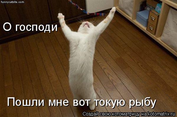 Котоматрица: О господи Пошли мне вот токую рыбу