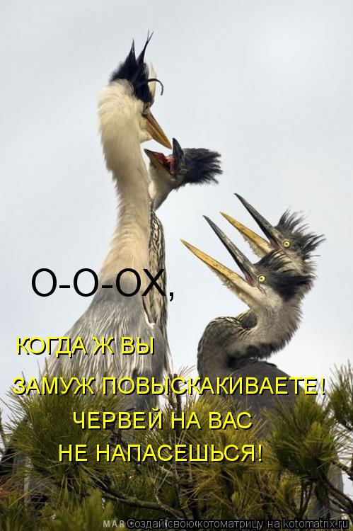 О-О-ОХ, КОГДА Ж ВЫ ЗАМУЖ ПОВЫСКАКИВАЕТЕ! ЧЕРВЕЙ НА ВАС НЕ НАПАСЕШЬСЯ!... Котоматрица: О-О-ОХ, КОГДА Ж ВЫ ЗАМУЖ ПОВЫСКАКИВАЕТЕ! ЧЕРВЕЙ НА ВАС НЕ НАПАСЕШЬСЯ!