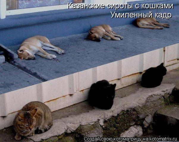 Котоматрица: Казанские сироты с кошками Умиленный кадр