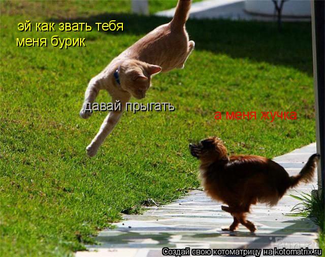 эй как звать тебя меня бурик а меня жучка давай прыгать... Котоматрица: эй как звать тебя меня бурик а меня жучка давай прыгать