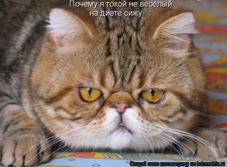Почему я токой не весёлый на диете сижу... Котоматрица: Почему я токой не весёлый на диете сижу