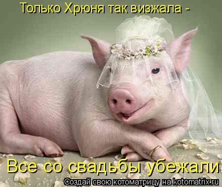 Только Хрюня так визжала - Все со свадьбы убежали.... Котоматрица: Только Хрюня так визжала - Все со свадьбы убежали.