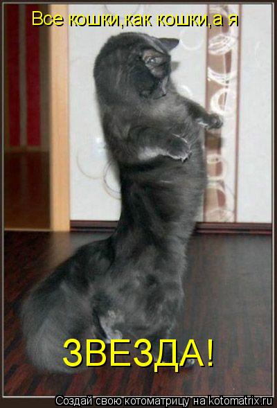 Котоматрица: Все кошки,как кошки,а я ЗВЕЗДА!